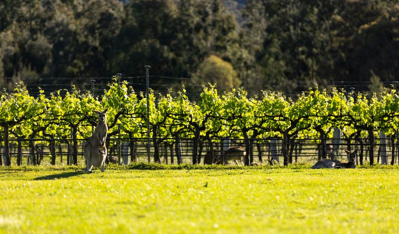 Accommodation Image for Brokenback Vineyard Luxe